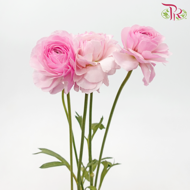 Ranunculus - Sweet Pink ***Fragile (5 Stems)-Sweet Pink-Japan-prflorist.com.my