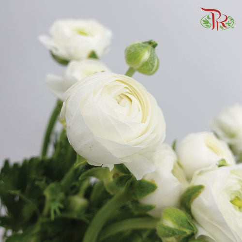 Ranunculus - White (10 stems) **Fragile-White-Italy-prflorist.com.my