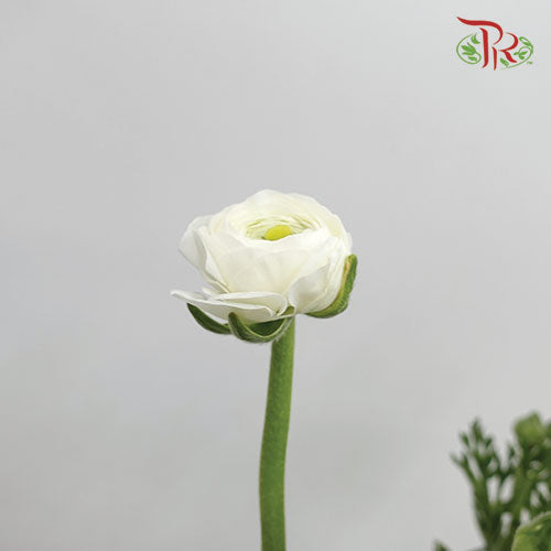 Ranunculus - White (10 stems) **Fragile-White-Italy-prflorist.com.my