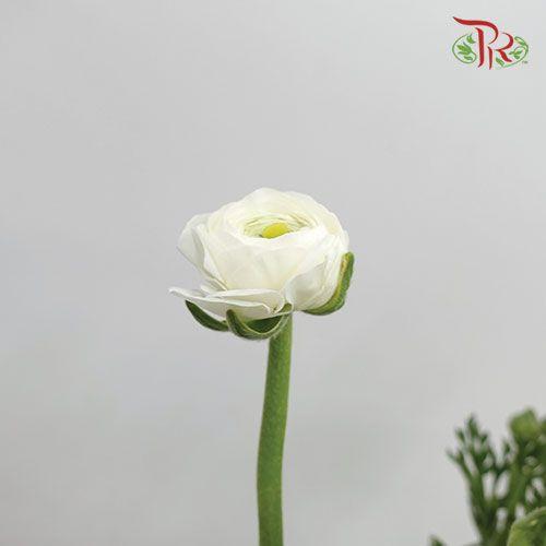 Ranunculus - White (5 Stems)-White-Netherland-prflorist.com.my