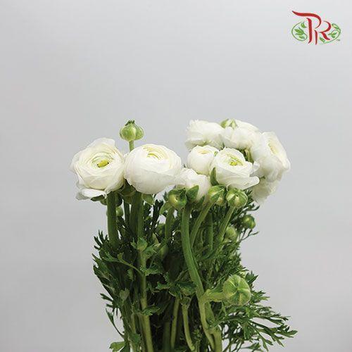 Ranunculus - White (5 Stems)-White-Netherland-prflorist.com.my