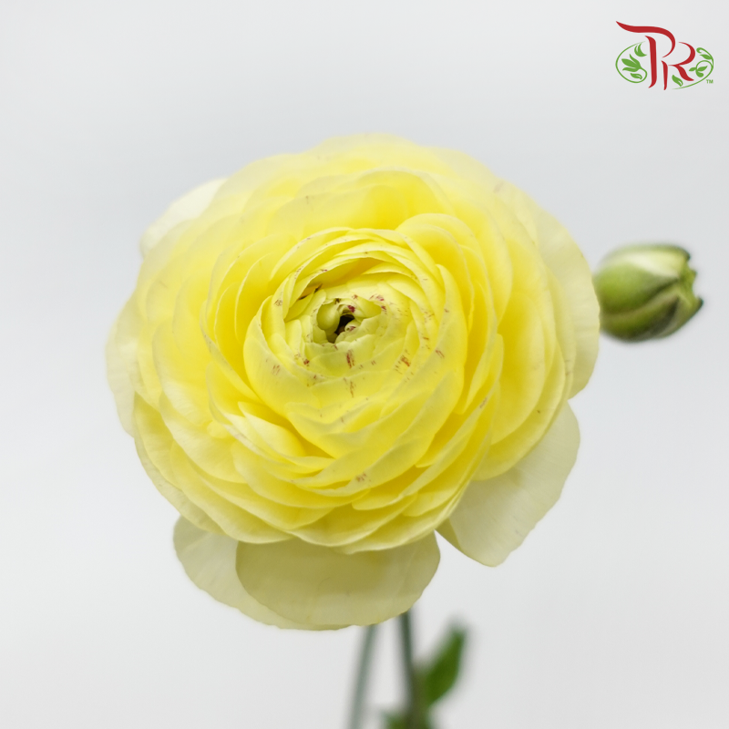 Ranunculus - Yellow (10 Stems) *Small Bud ***Fragile-Yellow-China-prflorist.com.my