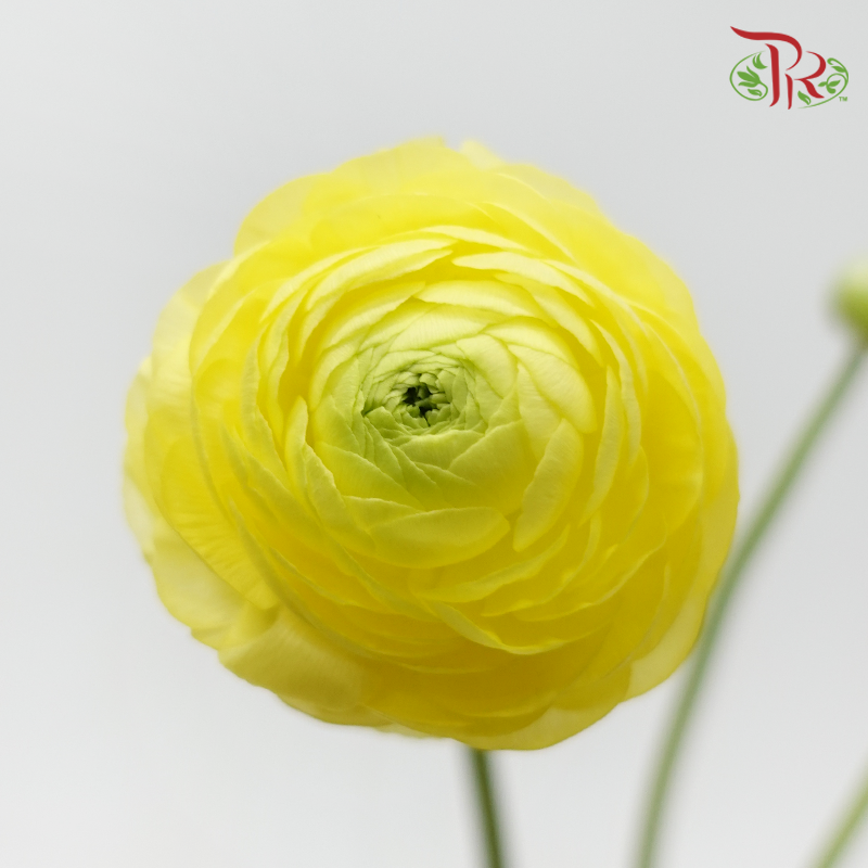 Ranunculus - Yellow (10 Stems) *Small Bud ***Fragile-Yellow-China-prflorist.com.my
