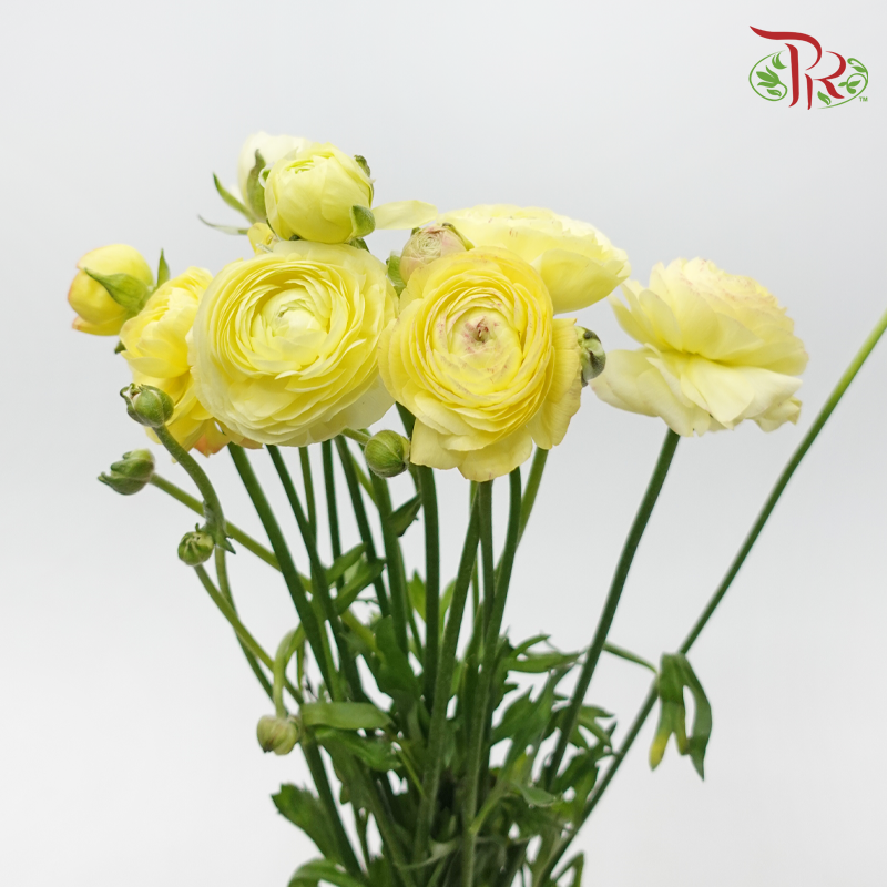 Ranunculus - Yellow (10 Stems) *Small Bud ***Fragile-Yellow-China-prflorist.com.my