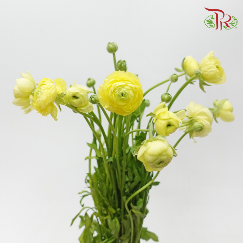 Ranunculus - Yellow (10 Stems) *Small Bud ***Fragile-Yellow-China-prflorist.com.my