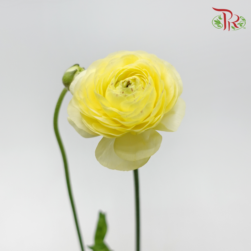 Ranunculus - Yellow (10 Stems) *Small Bud ***Fragile-Yellow-China-prflorist.com.my