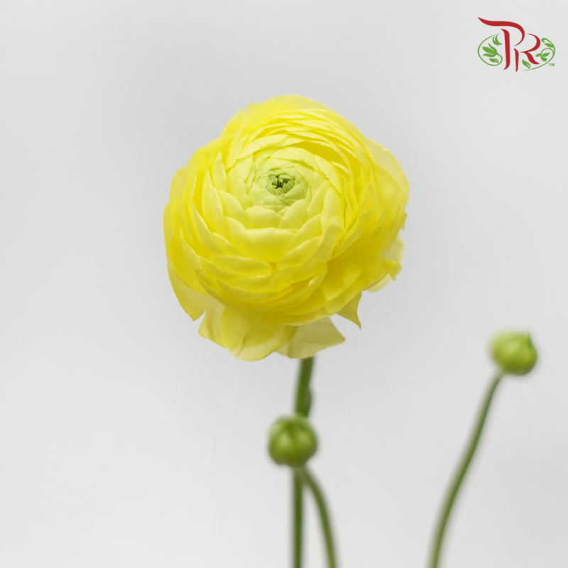Ranunculus - Yellow (10 Stems) *Small Bud ***Fragile-Yellow-China-prflorist.com.my