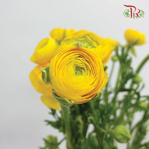 Ranunculus - Yellow (5 Stems)-Yellow-Netherland-prflorist.com.my