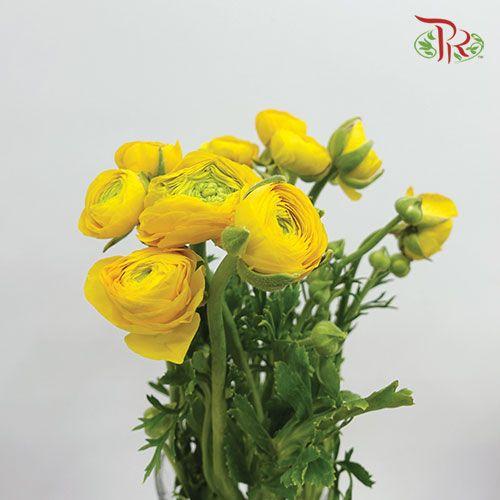 Ranunculus - Yellow (5 Stems)-Yellow-Netherland-prflorist.com.my