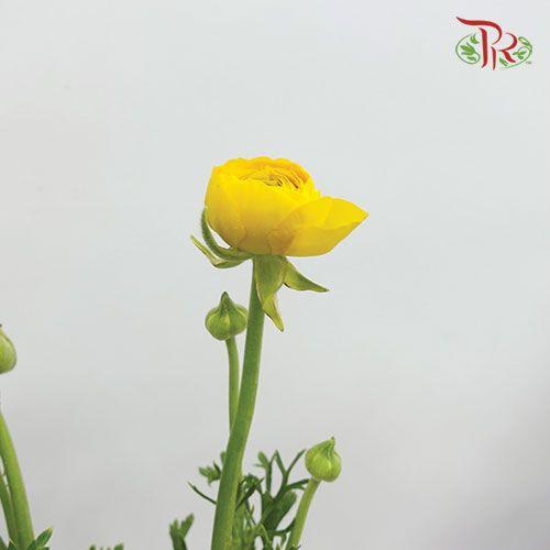 Ranunculus - Yellow (5 Stems)-Yellow-Netherland-prflorist.com.my