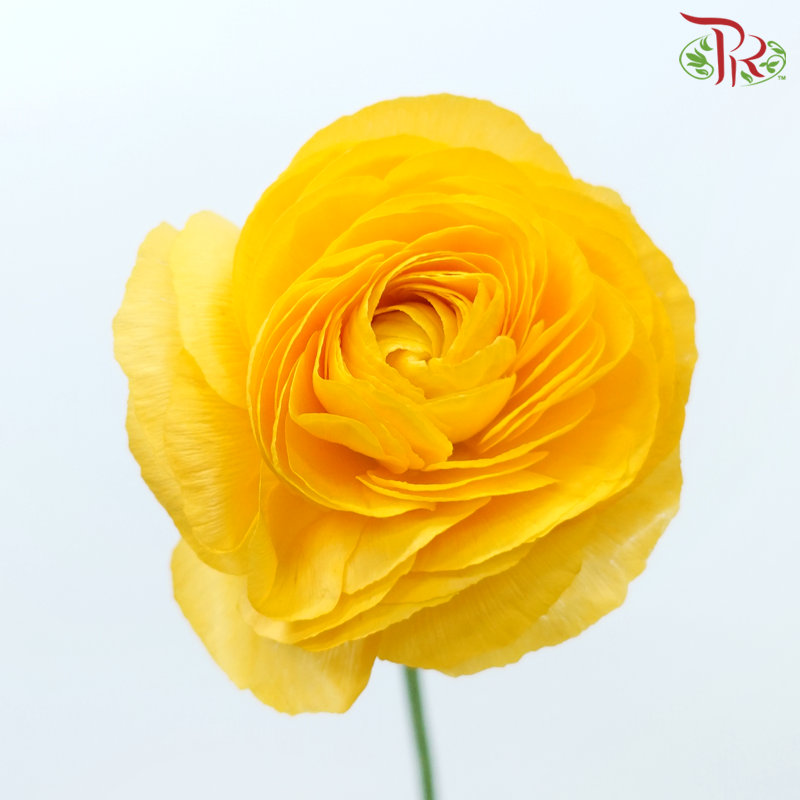 Ranunculus - Yellowish Orange (5 Stems) *FRAGILE-Yellowish Orange-Netherland-prflorist.com.my