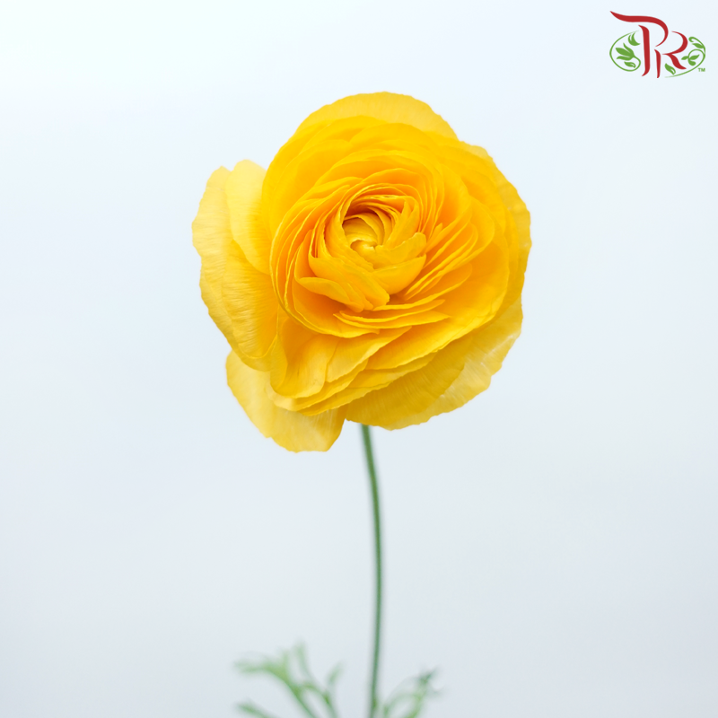 Ranunculus - Yellowish Orange (5 Stems) *FRAGILE-Yellowish Orange-Netherland-prflorist.com.my