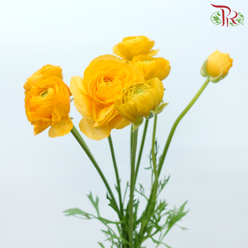 Ranunculus - Yellowish Orange (5 Stems) *FRAGILE-Yellowish Orange-Netherland-prflorist.com.my