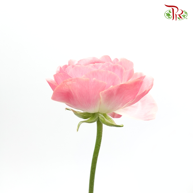 Ranunculus - Arrisha ***Fragile (10 Stems) - Pudu Ria Florist