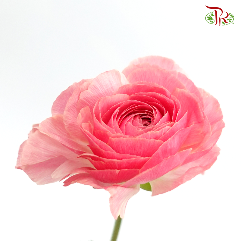Ranunculus - Arrisha ***Fragile (10 Stems) - Pudu Ria Florist