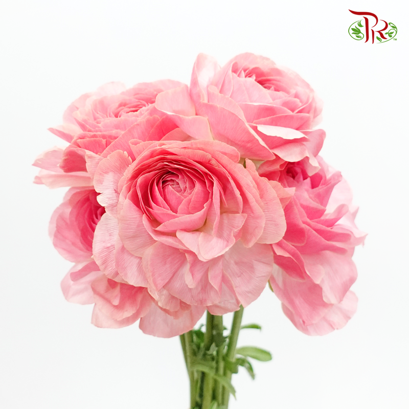 Ranunculus - Arrisha ***Fragile (10 Stems) - Pudu Ria Florist