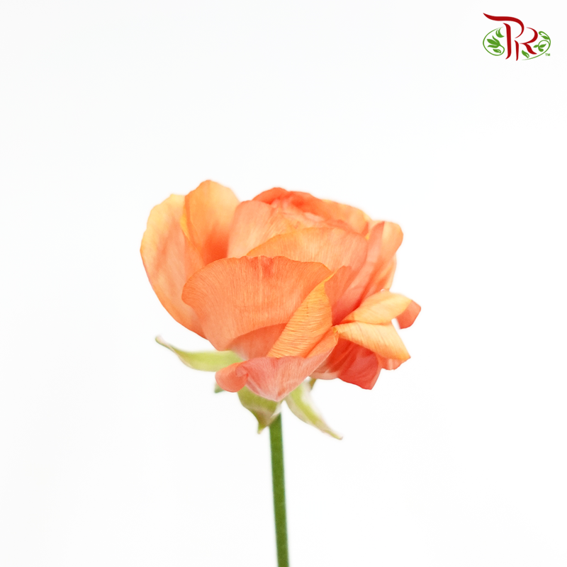 Ranunculus - Orange (10 Stems) ***FRAGILE - Pudu Ria Florist