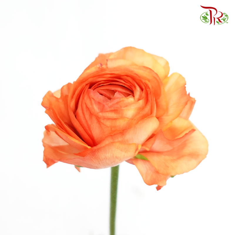 Ranunculus - Orange (10 Stems) ***FRAGILE - Pudu Ria Florist