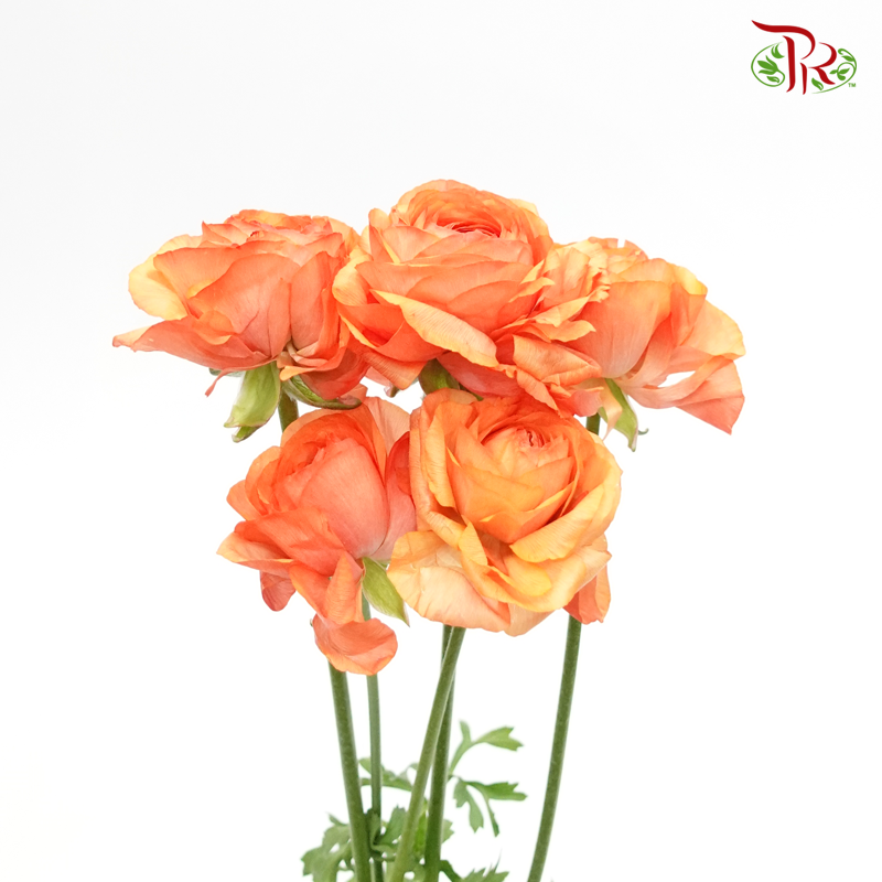 Ranunculus - Orange (10 Stems) ***FRAGILE - Pudu Ria Florist