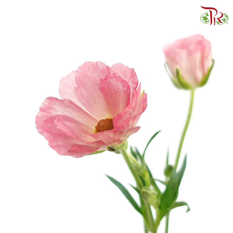 Ranunculus Butterfly - Pink (Per Bunch) - Pudu Ria Florist
