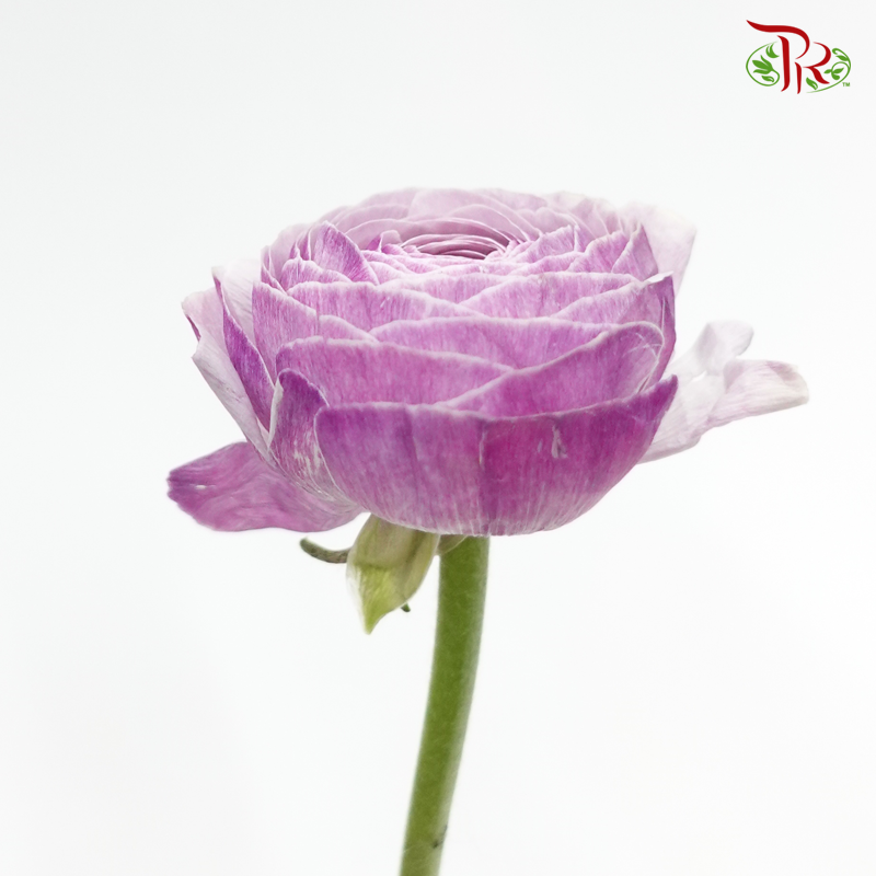 Ranunculus Cloni - Purple ( 5 Stems) - Pudu Ria Florist