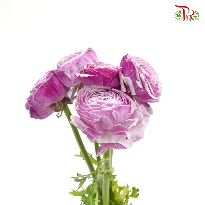 Ranunculus Cloni - Purple ( 5 Stems) - Pudu Ria Florist