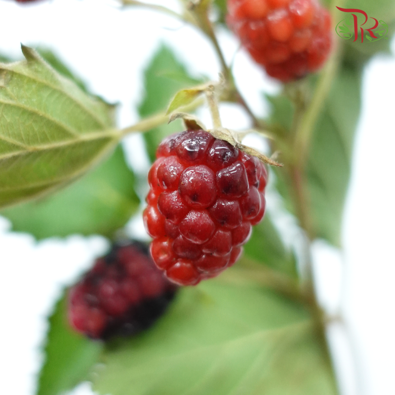 Raspberry - (Per Bunch)-China-prflorist.com.my