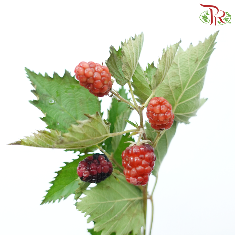 Raspberry - (Per Bunch)-China-prflorist.com.my