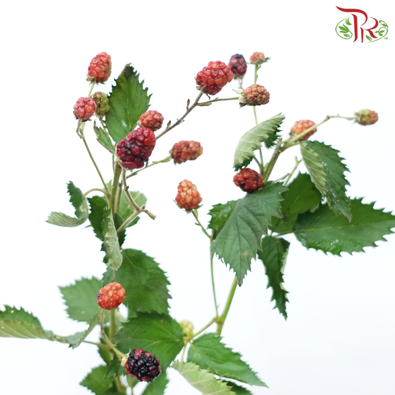 Raspberry - (Per Bunch)-China-prflorist.com.my