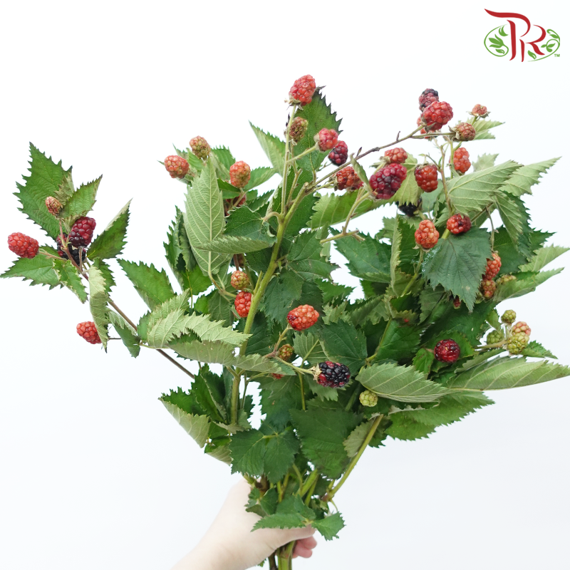 Raspberry - (Per Bunch)-China-prflorist.com.my