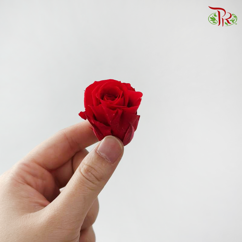 21 Blooms Preserved Rose