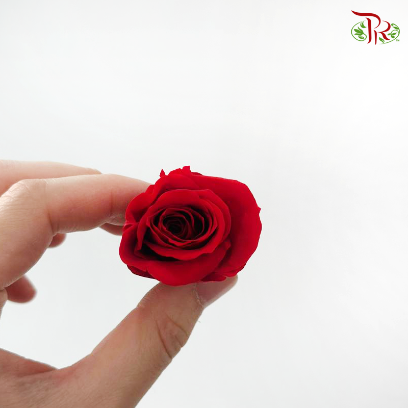 21 Blooms Preserved Rose