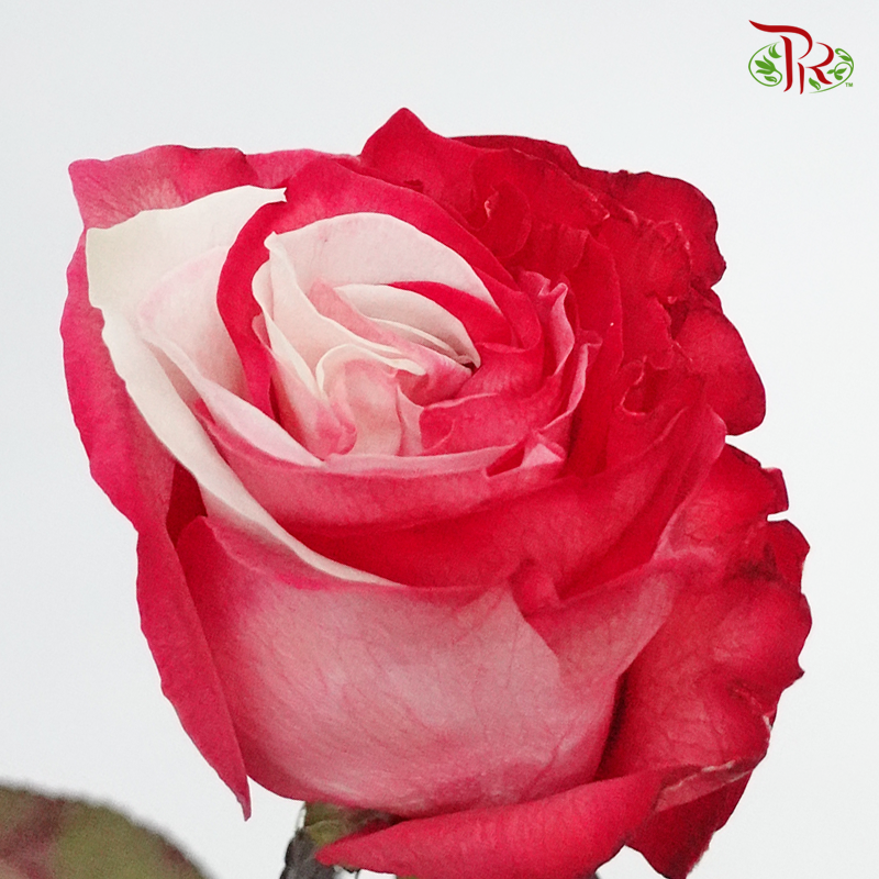 Ceres Rose - Red & White Tinted (10 Stems) - Pudu Ria Florist