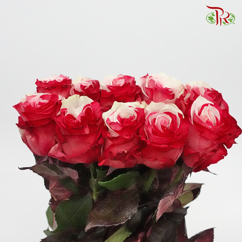 Ceres Rose - Red & White Tinted (10 Stems) - Pudu Ria Florist