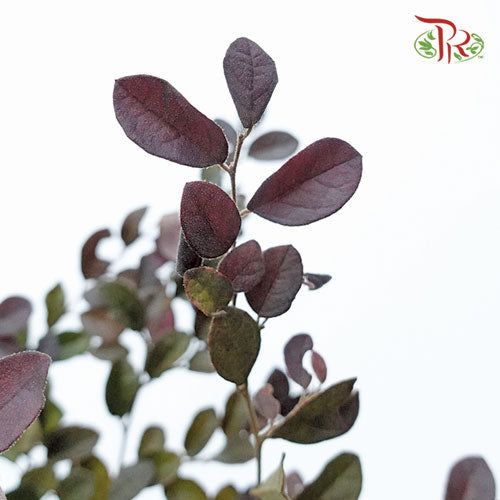 Redflower Loropetalum - (3 Stems)-Import-prflorist.com.my