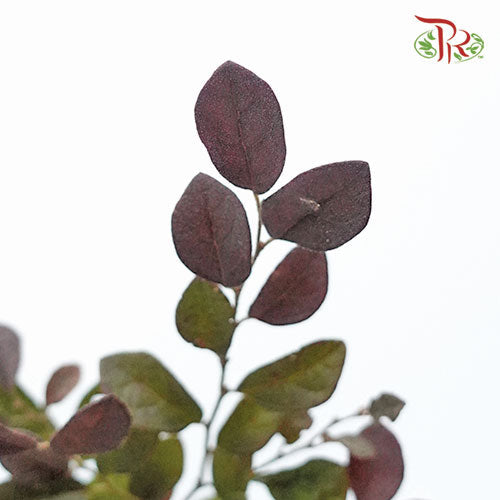 Redflower Loropetalum - (3 Stems)-Import-prflorist.com.my