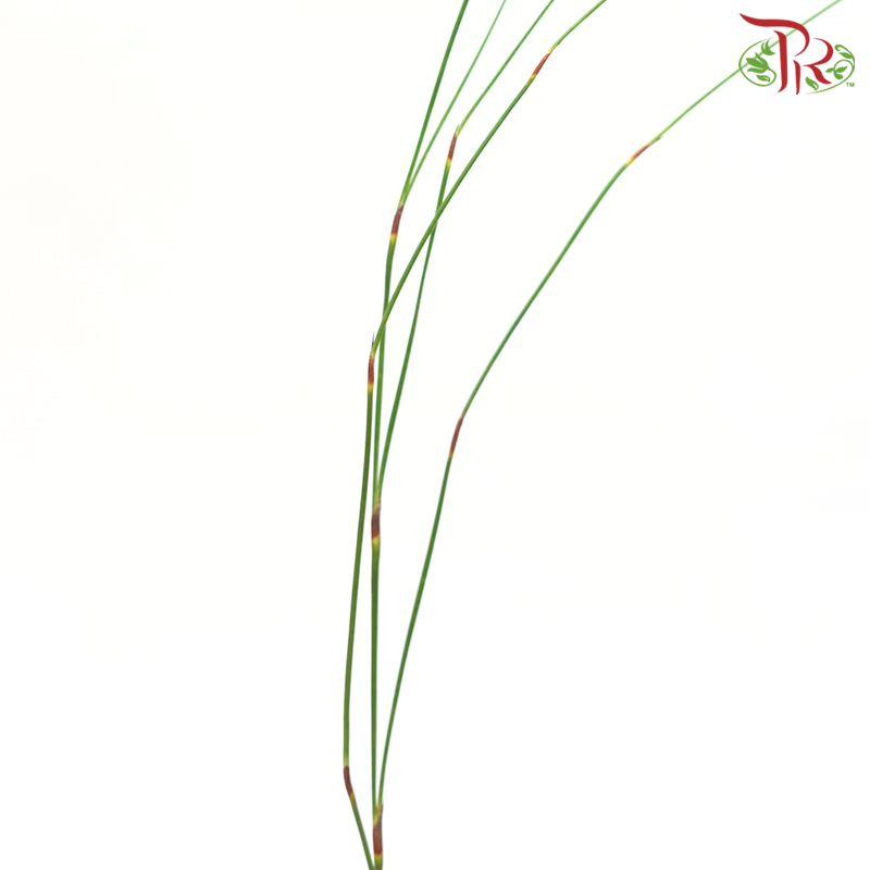 Rekoala (Per Bunch)-Africa-prflorist.com.my