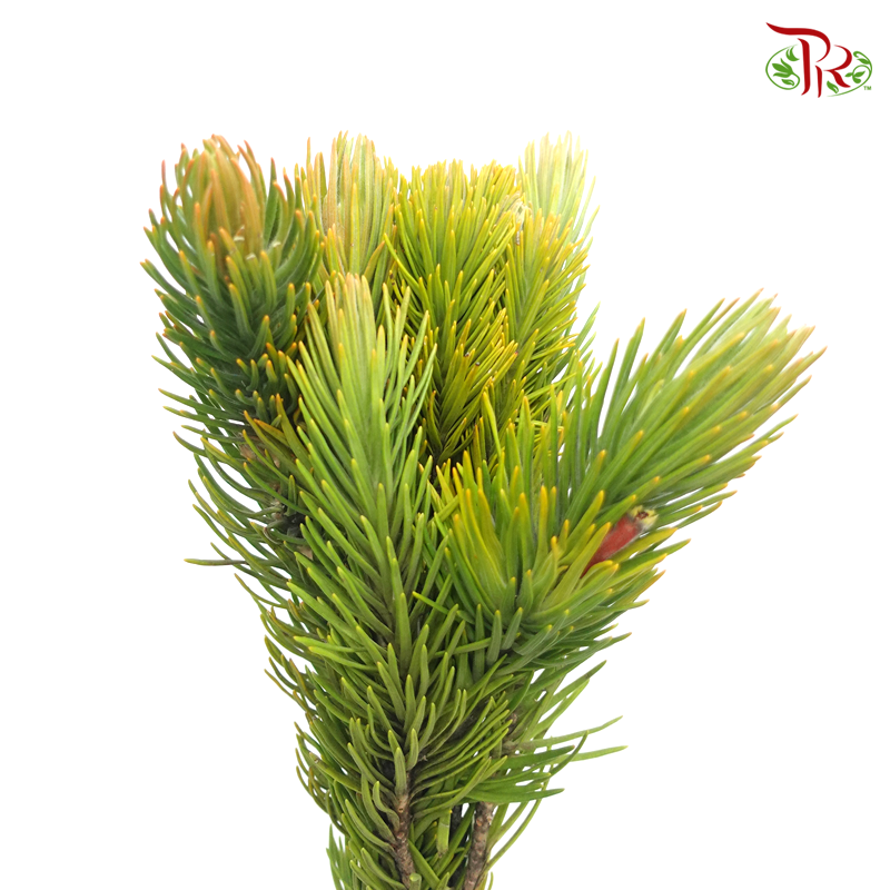 Retzia Capensis (Per Bunch) - Pudu Ria Florist