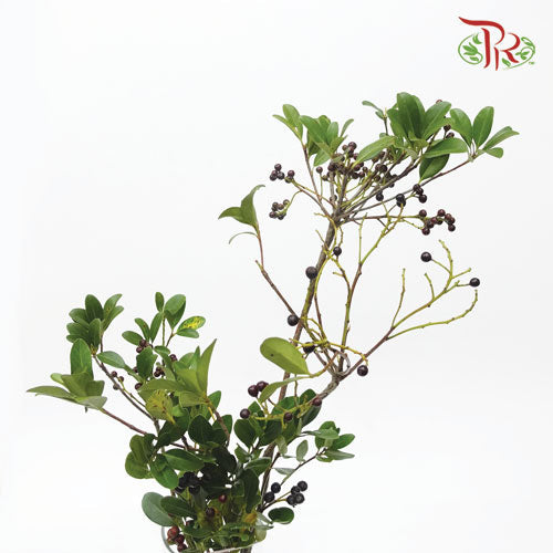Rhaphiolepis Indica - (Per Bunch)-Import-prflorist.com.my