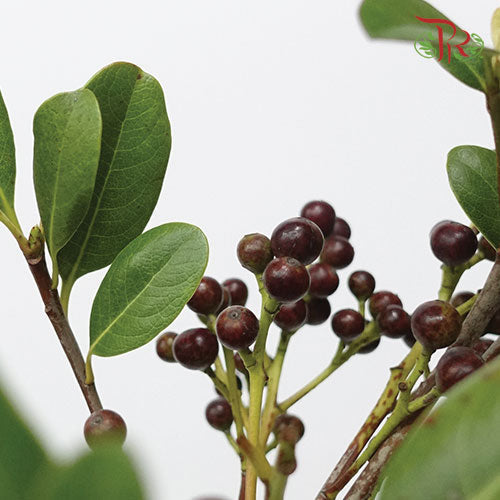 Rhaphiolepis Indica - (Per Bunch)-Import-prflorist.com.my