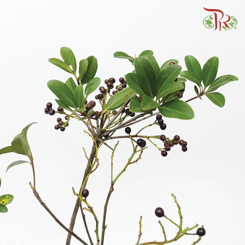 Rhaphiolepis Indica - (Per Bunch)-Import-prflorist.com.my
