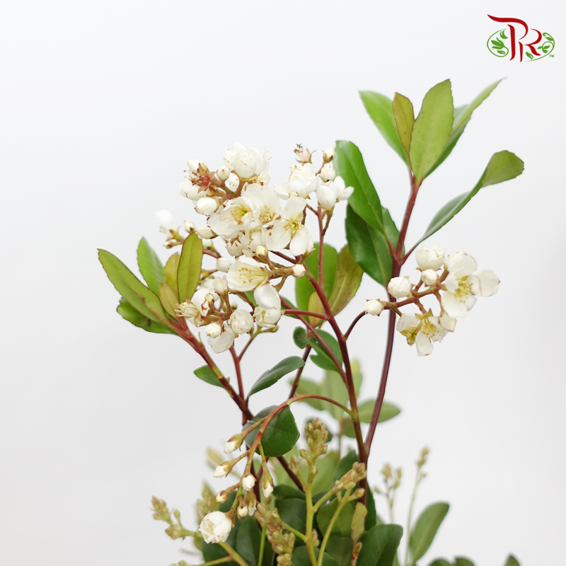 Rhaphiolepis - White (Per Bunch)-White-Import-prflorist.com.my
