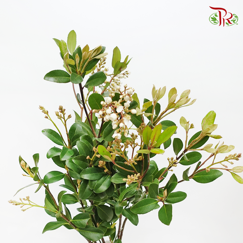 Rhaphiolepis - White (Per Bunch)-White-Import-prflorist.com.my