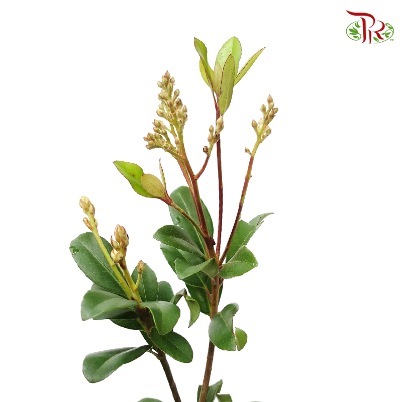 Rhaphiolepis - White (Per Bunch)-White-Import-prflorist.com.my