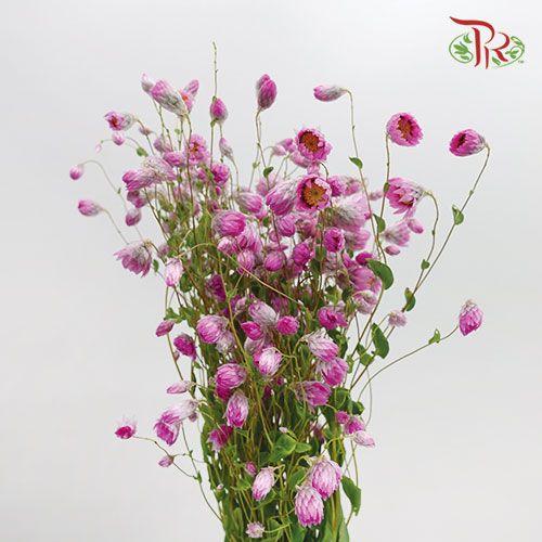 Rhodanthe - Pink (Per Bunch)-Purple-China-prflorist.com.my