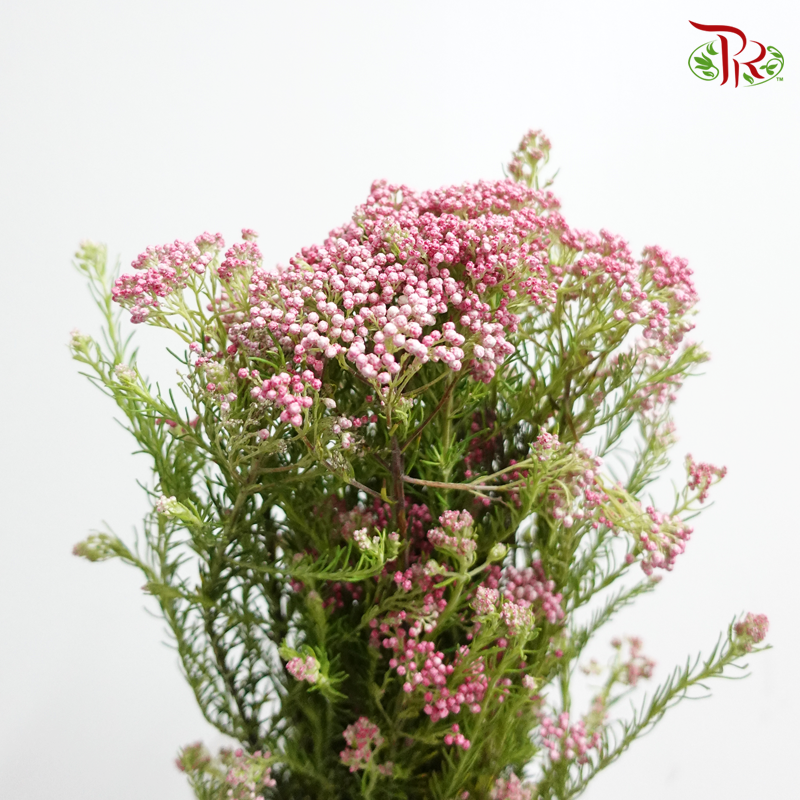 Rice Flower - Pink (Per Bunch)-Pink-Africa-prflorist.com.my