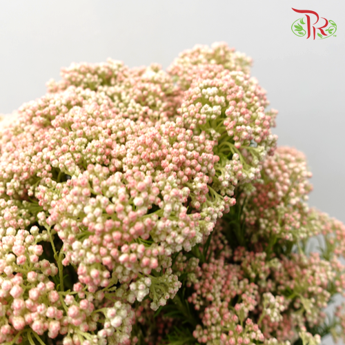Rice Flower - Pink (Per Bunch)-Pink-China-prflorist.com.my