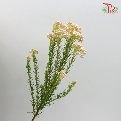 Rice Flower - Pink (Per Bunch)-Pink-China-prflorist.com.my