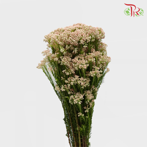 Rice Flower - Pink (Per Bunch)-Pink-China-prflorist.com.my