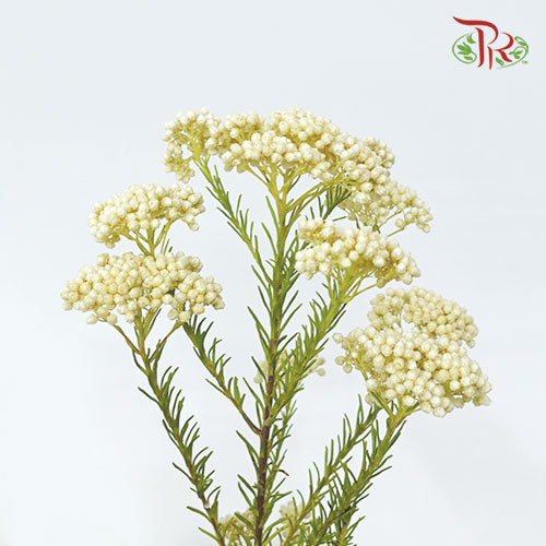 Rice Flower - White (Per Bunch)-White-Africa-prflorist.com.my